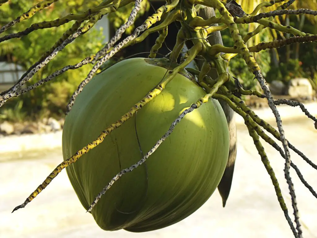 Gâteau "Zénitude Tropicale" – La recette végétarienne qui vous fait fondre de plaisir !