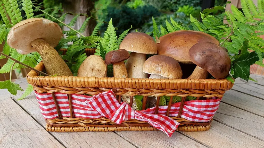 Quiche aux champignons et brocolis maison 🥦🍄 : une recette pleine de goût, de peps et de bonne humeur !
